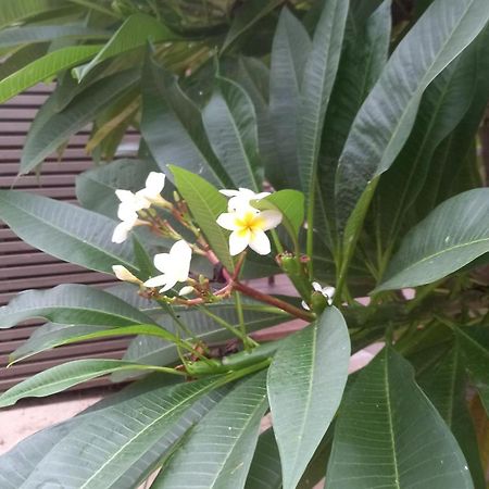 拉萨尔勒班Le Latanier Bleu公寓 外观 照片
